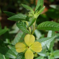 Ludwigia octovalvis (Jacq.) P.H.Raven